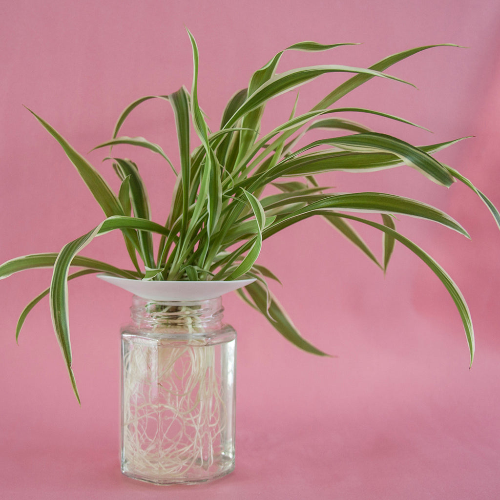 Keimschale aus Porzellan, Grösse S | Botanopia - toietmoi-laboutique